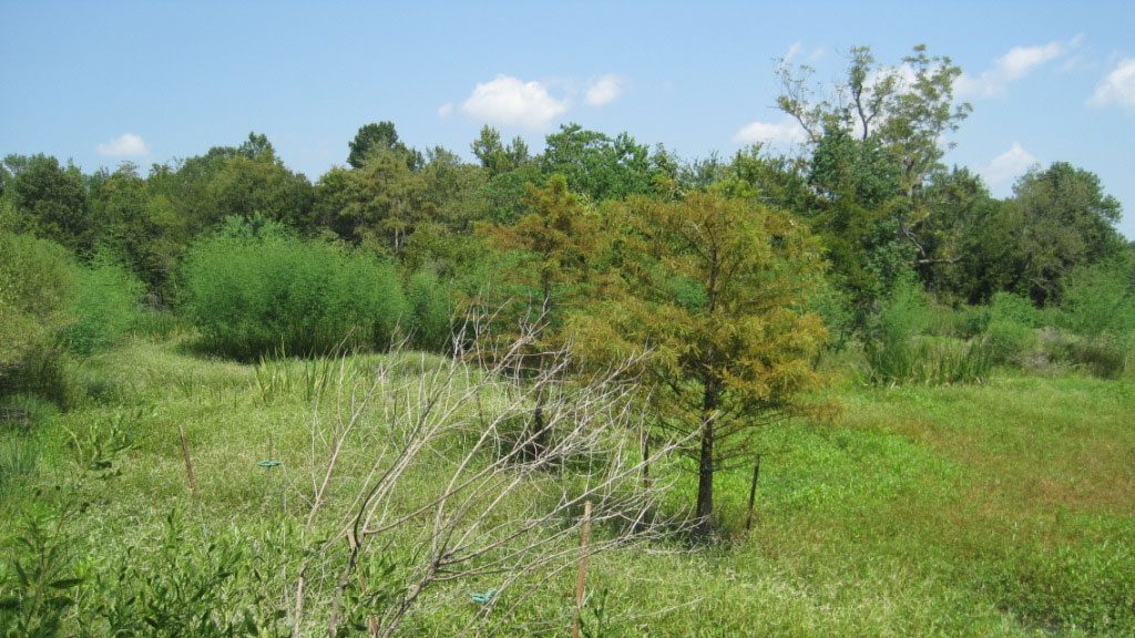 Wetlands Mitigation Pine Bluff, AR